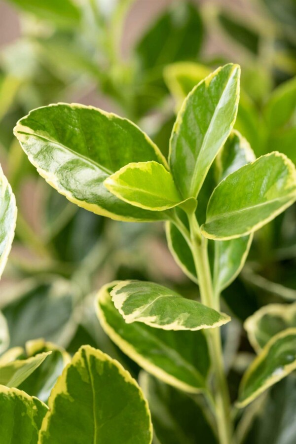 Japanischer spindelstrauch Euonymus japonicus 'Aureomarginatus' strauch 40-60 C10 Euonymus japonicus 'Aureomarginatus' Strauch 40-60 cm