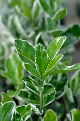 Spindelstrauch Euonymus japonicus 'Kathy' strauch 20-25 C2 Euonymus japonicus 'Kathy' Strauch 20-25 cm