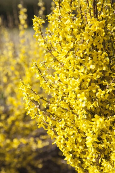 Forsythia × intermedia 'Goldrausch' C10 60-80
