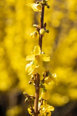 Forsythia × intermedia 'Goldrausch' C10 60-80