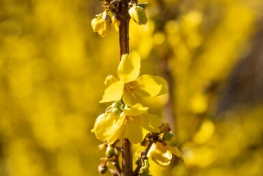 Forsythia × intermedia 'Goldrausch' C10 60-80