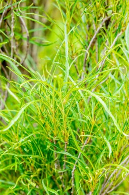 Kein Bild verfügbar