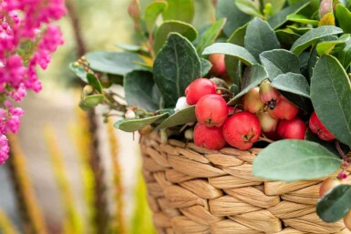 Rote Teppichbeere Gaultheria procumbens strauch 5-10 P10,5 Gaultheria procumbens Strauch 5-10 cm