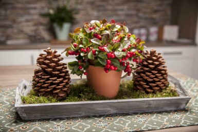 Rote Teppichbeere Gaultheria procumbens strauch 5-10 P10,5 Gaultheria procumbens Strauch 5-10 cm