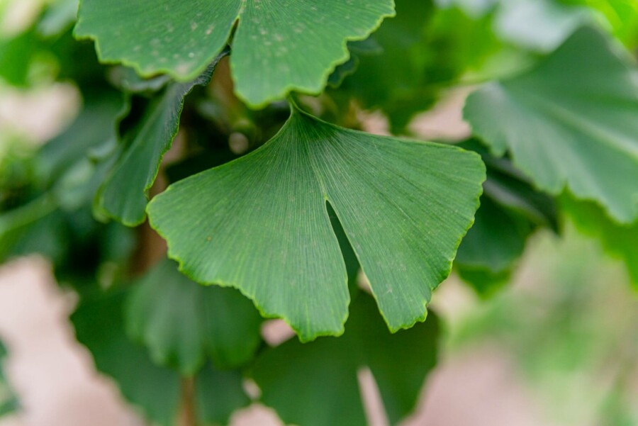 Ginkgo Ginkgo biloba strauch 60-80 C3 Ginkgo biloba Strauch 60-80 cm