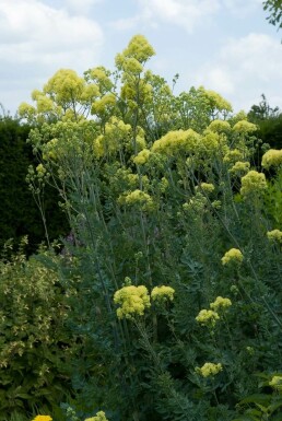 Graublättrige Wiesenraute Thalictrum flavum subsp. glaucum 5-10 Topf 9x9 cm (P9)