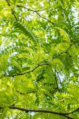 Honigdorn Gleditsia triacanthos 'Sunburst' strauch 175-200 C20 Gleditsia triacanthos 'Sunburst' Strauch 175-200 cm