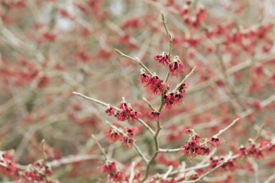 Chinesische Zaubernuss Hamamelis mollis strauch 50-60 C5 Hamamelis mollis Strauch 50-60 cm