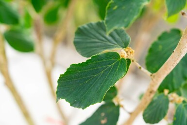Zaubernuss Hamamelis x intermedia 'Pallida' strauch 40-60 C5 Hamamelis x intermedia 'Pallida' Strauch 40-60 cm