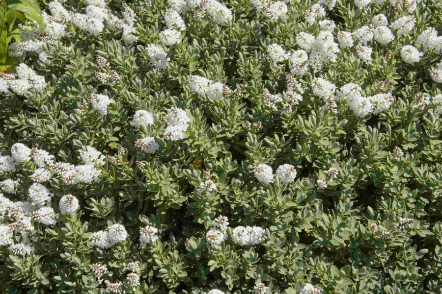 Hebe Hebe albicans strauch 20-25 C2 Hebe albicans Strauch 20-25 cm