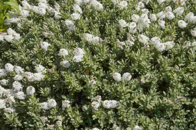 Hebe Hebe albicans strauch 20-25 C2 Hebe albicans Strauch 20-25 cm