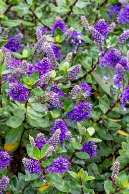 Hebe Hebe franciscana strauch 20-25 C2 Hebe franciscana Strauch 20-25 cm