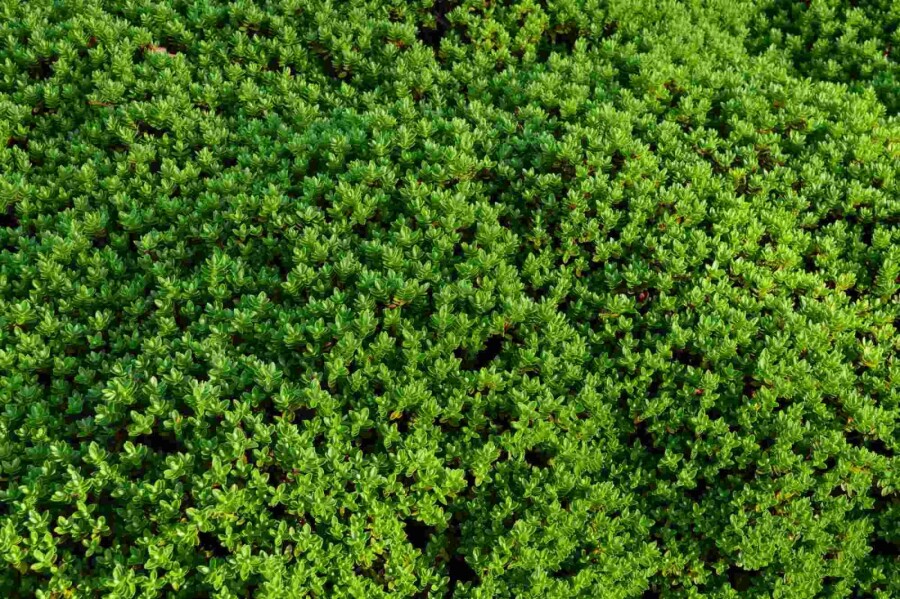 Hebe Hebe rakaiensis strauch 10-15 C2 Hebe rakaiensis Strauch 10-15 cm