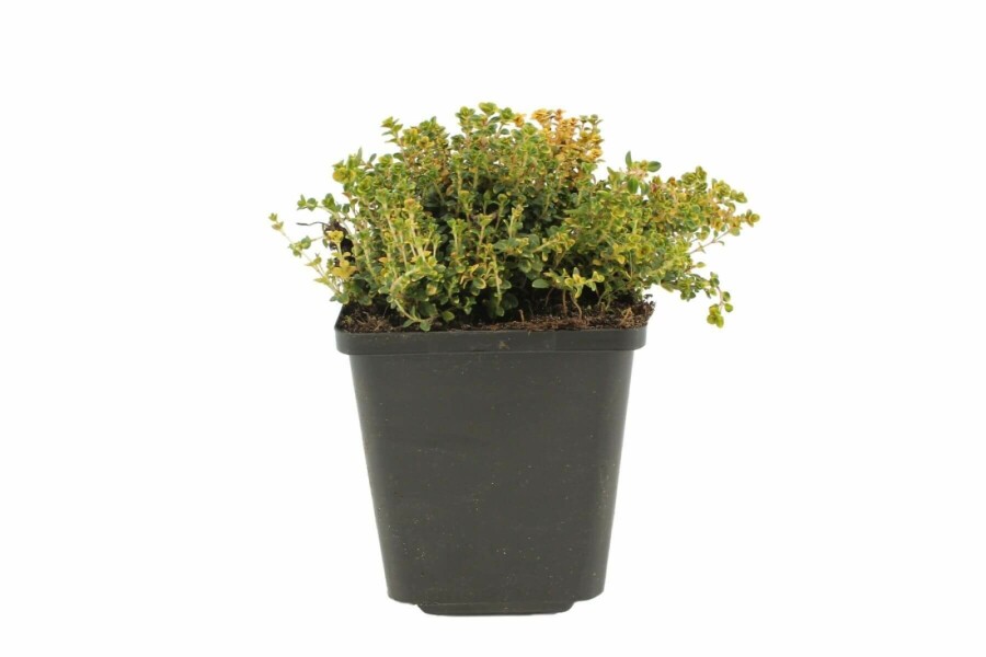 Garten-Thymian Thymus 'Doone Valley' 5-10 Topf 9x9 cm (P9) Thymus 'Doone Valley'