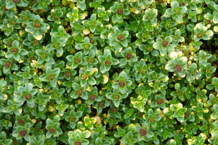 Garten-Thymian Thymus 'Doone Valley' 5-10 Topf 9x9 cm (P9) Thymus 'Doone Valley'