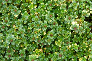 Garten-Thymian Thymus 'Doone Valley' 5-10 Topf 9x9 cm (P9) Thymus 'Doone Valley'