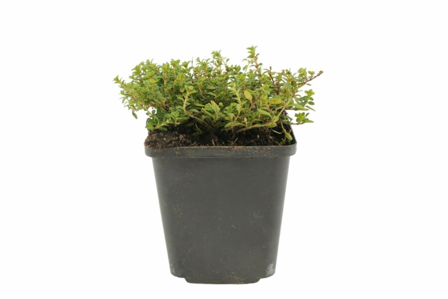 Gold-Thymian Thymus citriodorus 'Aureus' 5-10 Topf 9x9 cm (P9) Thymus citriodorus 'Aureus'