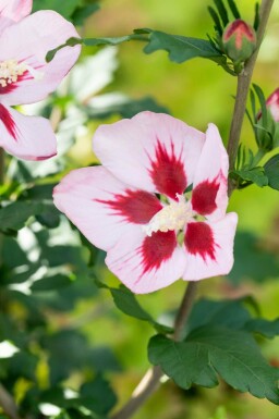 Eibisch Hibiscus syriacus 'Hamabo' strauch 40-50 C3 Hibiscus syriacus 'Hamabo' Strauch 40-50 cm