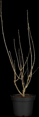 Eibisch Hibiscus syriacus 'Hamabo' strauch 40-50 C3 Hibiscus syriacus 'Hamabo' Strauch 40-50 cm