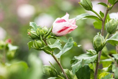 Hibiscus syriacus 'Hamabo' C5 40-50