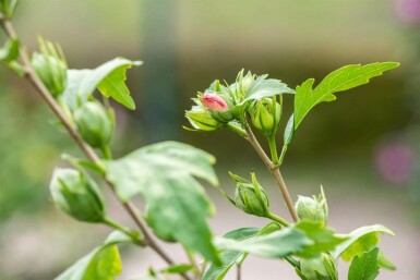 Eibisch Hibiscus syriacus 'Hamabo' strauch 50-60 C7,5 Hibiscus syriacus 'Hamabo' Strauch 50-60 cm