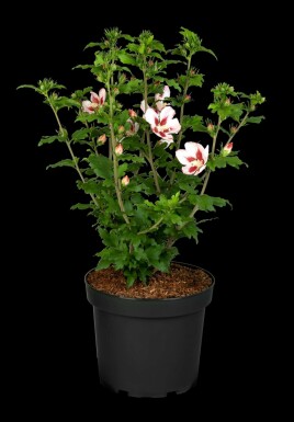 Eibisch Hibiscus syriacus 'Hamabo' strauch 50-60 C7,5 Hibiscus syriacus 'Hamabo' Strauch 50-60 cm