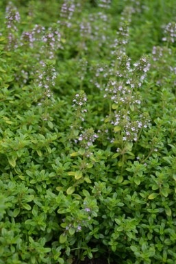 Zitronen-Thymian Thymus citriodorus 'Bertram Anderson' 5-10 Topf 9x9 cm (P9)