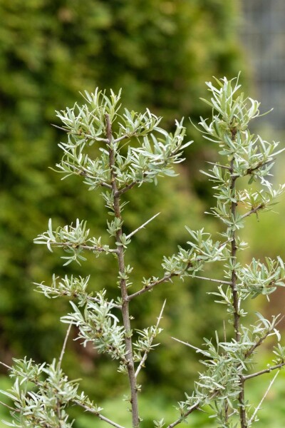 Sanddorn Hippophae rhamnoides strauch 60-80 C2 Hippophae rhamnoides Strauch 60-80 cm