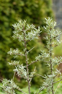 Sanddorn Hippophae rhamnoides strauch 100-125 C5 Hippophae rhamnoides Strauch 100-125 cm