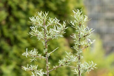 Sanddorn Hippophae rhamnoides strauch 100-125 C5 Hippophae rhamnoides Strauch 100-125 cm