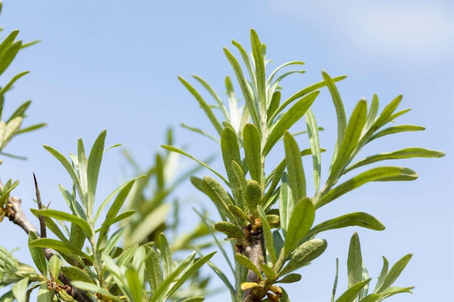 Sanddorn Hippophae rhamnoides strauch 100-125 C5 Hippophae rhamnoides Strauch 100-125 cm