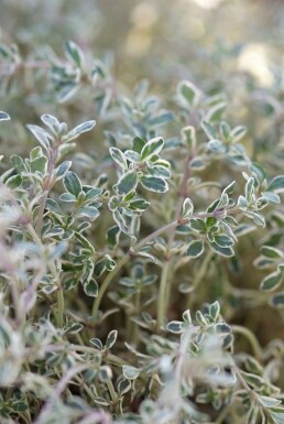 Thymus citriodorus 'Silver Queen'