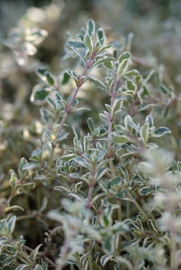 Weißbunter Zitronen-Tyhmian Thymus citriodorus 'Silver Queen' 5-10 Topf 9x9 cm (P9) Thymus citriodorus 'Silver Queen'