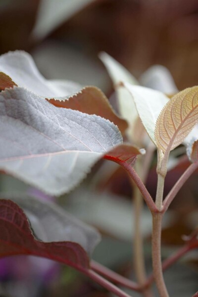 Raue hortensie Hydrangea aspera 'Hot Chocolate' strauch 25-30 C3 Hydrangea aspera 'Hot Chocolate' Strauch 25-30 cm