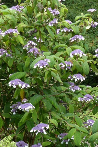 Raue hortensie Hydrangea aspera 'Sargentiana' strauch 100-125 C20 Hydrangea aspera 'Sargentiana' Strauch 100-125 cm