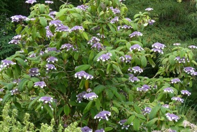 Raue hortensie Hydrangea aspera 'Sargentiana' strauch 100-125 C20 Hydrangea aspera 'Sargentiana' Strauch 100-125 cm