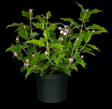 Hortensie Hydrangea involucrata strauch 30-40 C3 Hydrangea involucrata Strauch 30-40 cm