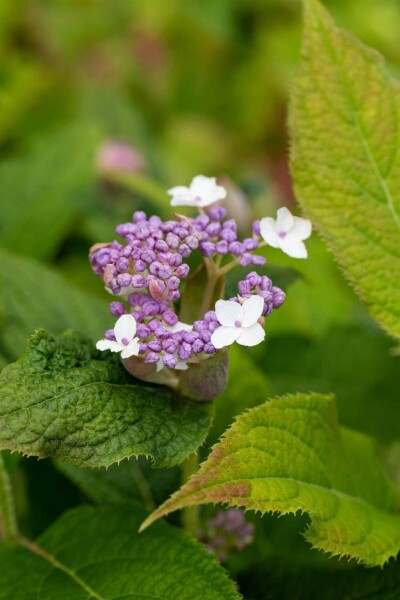 Hortensie Hydrangea involucrata strauch 60-80 C10 Hydrangea involucrata Strauch 60-80 cm