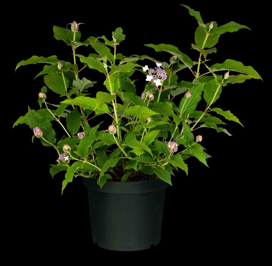 Hortensie Hydrangea involucrata strauch 60-80 C10 Hydrangea involucrata Strauch 60-80 cm