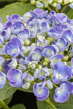Bauernhortensie Hydrangea macrophylla 'Ayesha' strauch 20-25 C2 Hydrangea macrophylla 'Ayesha' Strauch 20-25 cm