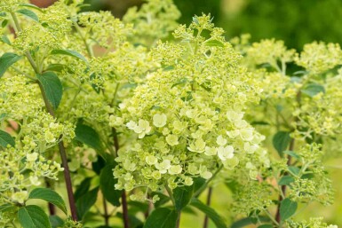 Rispenhortensie Hydrangea paniculata 'Bobo' strauch 30-40 C3 Hydrangea paniculata 'Bobo' Strauch 30-40 cm