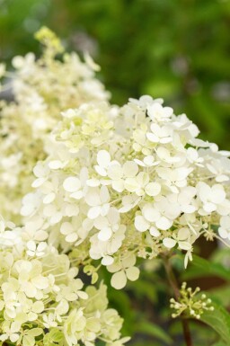 Rispenhortensie Hydrangea paniculata 'Bobo' strauch 40-50 C5 Hydrangea paniculata 'Bobo' Strauch 40-50 cm