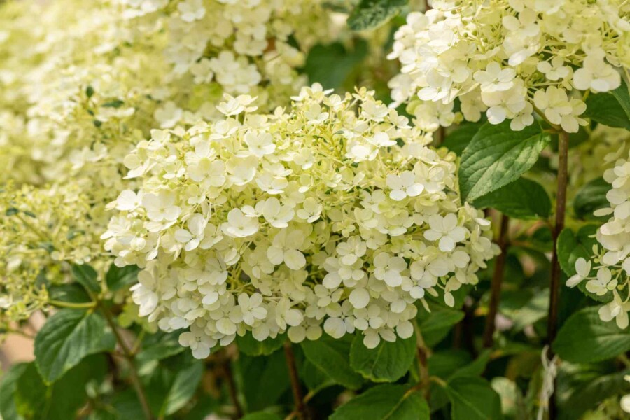 Rispenhortensie Hydrangea paniculata 'Bobo' strauch 40-50 C5 Hydrangea paniculata 'Bobo' Strauch 40-50 cm