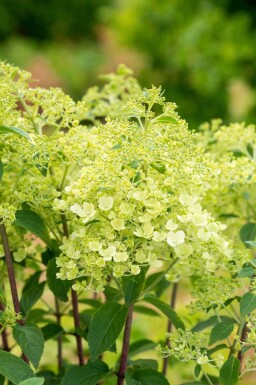 Rispenhortensie Hydrangea paniculata 'Bobo' strauch 40-50 C5 Hydrangea paniculata 'Bobo' Strauch 40-50 cm