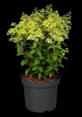 Rispenhortensie Hydrangea paniculata 'Bobo' strauch 40-50 C5 Hydrangea paniculata 'Bobo' Strauch 40-50 cm