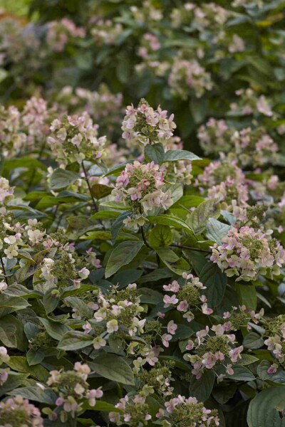 Rispenhortensie Hydrangea paniculata 'Dart's Little Dot' strauch 30-40 C3 Hydrangea paniculata 'Dart's Little Dot' Strauch 30-40 cm
