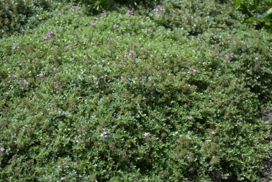 Garten-Thymian Thymus praecox 'Coccineus' 5-10 Topf 9x9 cm (P9)