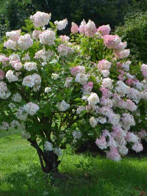 Rispenhortensie Hydrangea paniculata 'Grandiflora' strauch 60-80 C10 Hydrangea paniculata 'Grandiflora' Strauch 60-80 cm