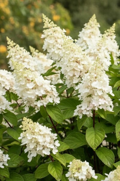 Rispenhortensie Hydrangea paniculata 'Kyushu' strauch 40-50 C5 Hydrangea paniculata 'Kyushu' Strauch 40-50 cm