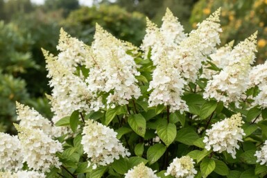 Hydrangea paniculata 'Kyushu' Strauch 40-50 cm